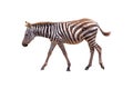 Profile Baby Zebra Walking - Isolated Royalty Free Stock Photo