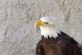 Profile bald eagle close up