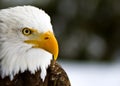 Profile of a Bald Eagle (Haliaeetus leucocephalus) Royalty Free Stock Photo