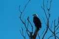 Profile of a Bald Eagle perched in the top of a dead tree Royalty Free Stock Photo