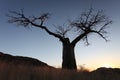 The profile of the baobab tree against the evening sky