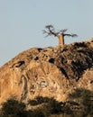 Profile of a baobab tree growing on a rocky cliff above the savanna plain