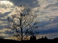 Profile of a wilow tree against a cloudy evening sky