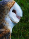 Profile of a Barn Owl with Feather Details Royalty Free Stock Photo