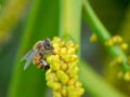 Profile of be pollinating a palm flower