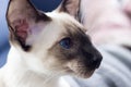 Profile of beautiful blue eyes seal-point oriental cat.