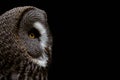 Profile of great gray owl, Strix nebulosa Royalty Free Stock Photo