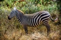 Profile of a beautiful Grevy Zebra in Kenya, Africa Royalty Free Stock Photo