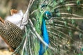 Beautiful male peacock Royalty Free Stock Photo