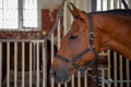 Profile of a beautiful red horse standing in the stable Royalty Free Stock Photo