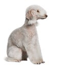 Profile of Bedlington terrier, sitting