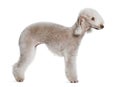 Profile of Bedlington terrier, standing Royalty Free Stock Photo