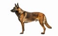 The profile of a Belgian Shepherd Malinois standing alert, displaying its lean muscles and attentive posture. Royalty Free Stock Photo