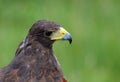 Profile of a bird of prey called Harris s buzzard with the large