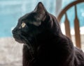 Profile of black Bombay cat.