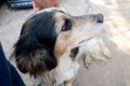 Profile of black brown white domestic dog , outside on sunny day