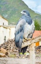 Profile of Black-chested Buzzard-eagle in Peru vertical