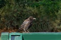 Profile of a black crow on a green trash can on a background of trees Royalty Free Stock Photo