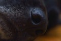 Profile black dog face and nose extreme close up