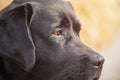 Profile of a black dog in sunlight. Black labrador retriever Royalty Free Stock Photo