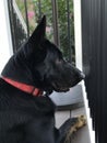 Profile black German Shepherd dog Royalty Free Stock Photo