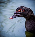 Profile of a black muscovy duck swimming in pond