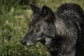 Profile of Black Timber Wolf Royalty Free Stock Photo