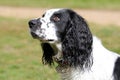 Profile of a black and white cocker spaniel.