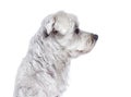 Profile of a Black and white Maltese dog head looking ridht on white background Royalty Free Stock Photo