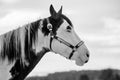 In profile black and white portrait of beautiful white and black horse Royalty Free Stock Photo