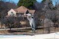 Profile of Blue Heron standing on roof with house in background Royalty Free Stock Photo