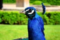 Profile of blue peafowl