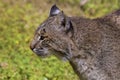 Profile Of A Bobcat