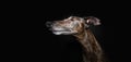 Profile brindle greyhound with serious expressios face and looking away. Isolated on black background