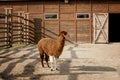 Profile brown alpaca with white front legs