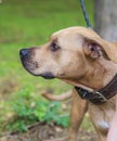 Profile brown American pit bull terrier