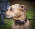 Profile brown American pit bull terrier