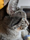 Profile of brown cat