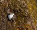 Brown Creeper on tree trunk Royalty Free Stock Photo