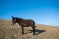 Profile of brown donkey in the mountain