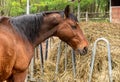 Profile of a brown horse that is eating hay in a farm stable Royalty Free Stock Photo