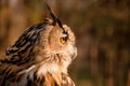 Profile of brown owl Royalty Free Stock Photo