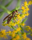 Profile of a brown paper wasp feeding on some small yellow flowers