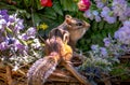 Profile of a brown striped chipmunk