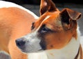 Profile of a brown and white domestic dog