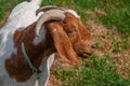 Profile Of A Brown And White Goat