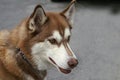 Profile of A Brown and White Huskey Royalty Free Stock Photo