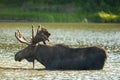 Profile of Bull Moose in Lake Royalty Free Stock Photo