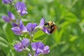 Profile of bumble bee bombus insect on purple flower