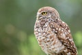 Profile of a burrowing owl Royalty Free Stock Photo